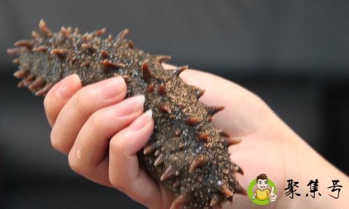 乌参和海参的区别是什么