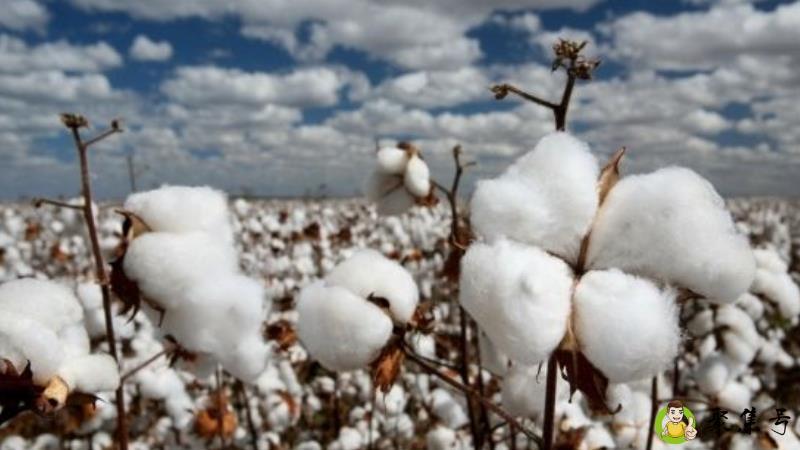 牛奶棉和纯棉的区别有哪些