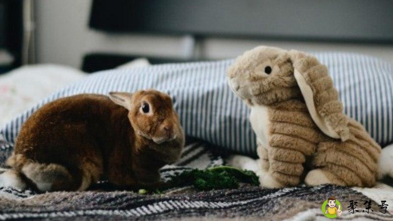 将出兵是什么生肖