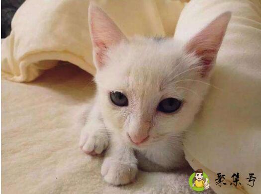 床上都是猫毛会得病吗