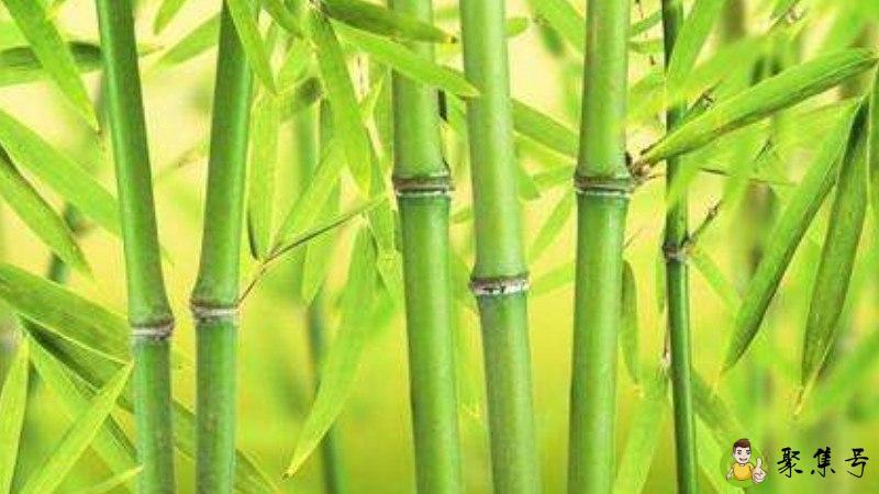 你是我安稳岁月里的节外生枝什么意思