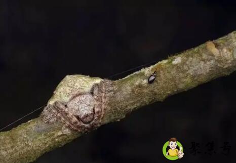 巨直的树枝什么梗