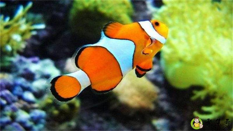 水霉多少温度会死