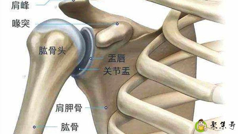 肱骨前移和圆肩的区别