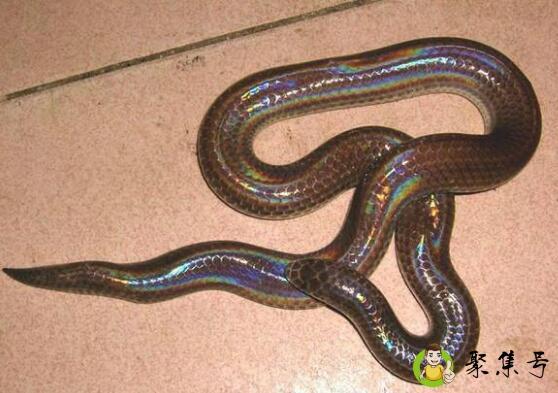 海南蛇多吗