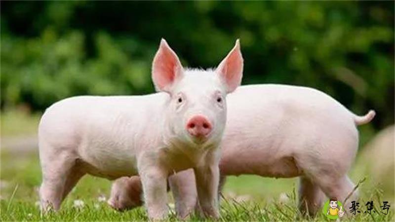 非州猪瘟对人有危害嘛