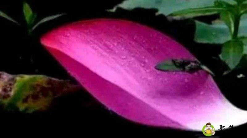 心之若素是什么意思