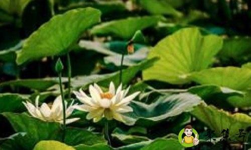 仲夏在古代时令中是指农历几月