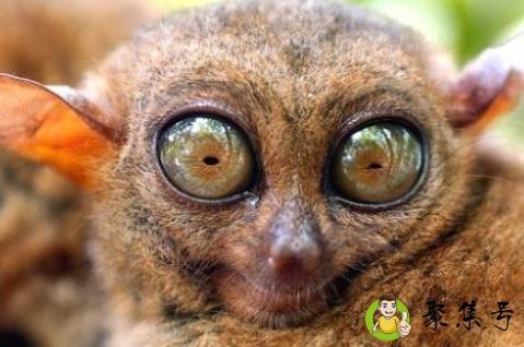 蝙蝠的眼睛有什么作用