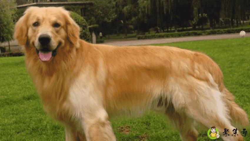 金毛犬价格大概是多少