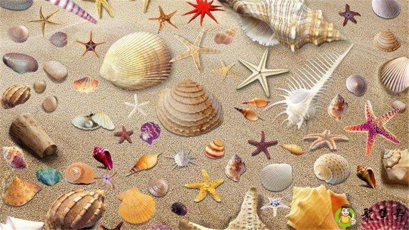 贝壳渗透是什么意思