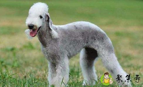 梗犬跟普通犬什么区别