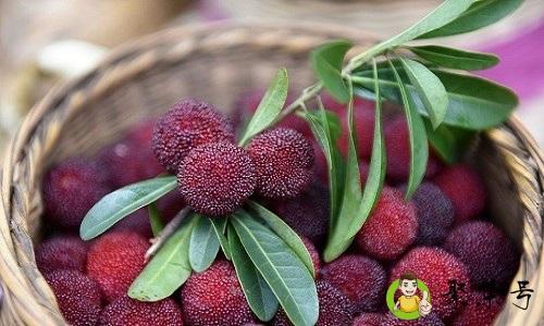 杨梅吃之前要泡盐水吗