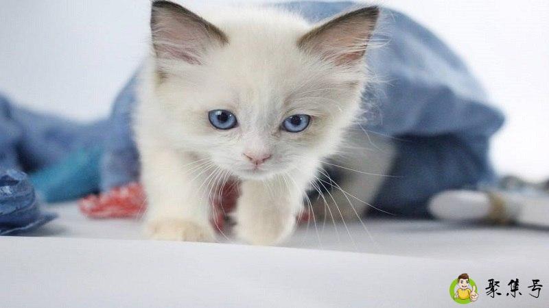 猫挡黄泉路是什么意思