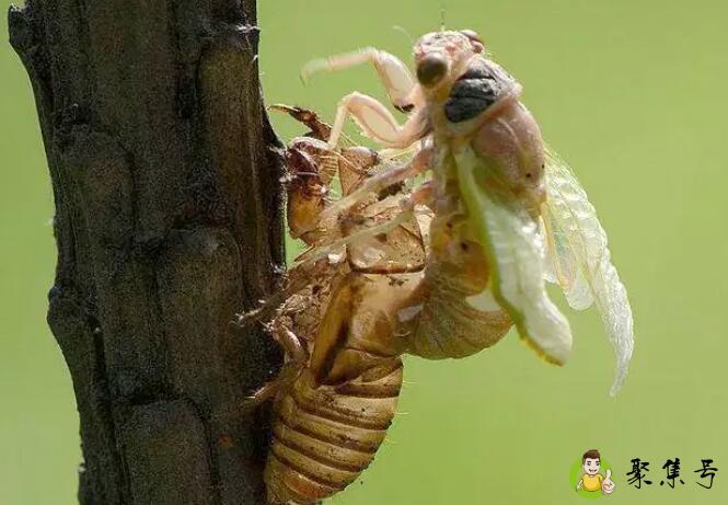 蝉少了一只翅膀什么含义