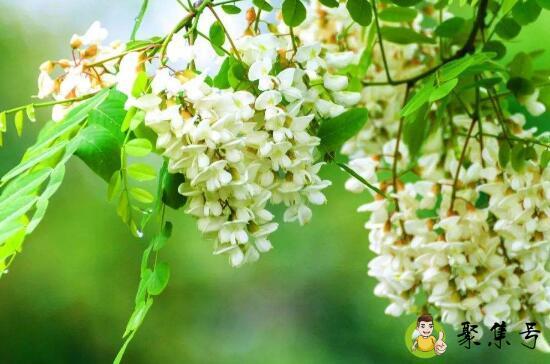 大连槐花大道在哪里