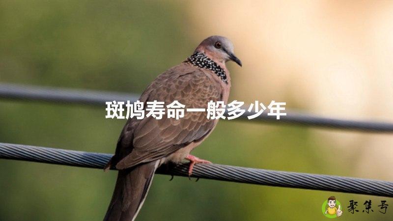 斑鸠寿命一般多少年