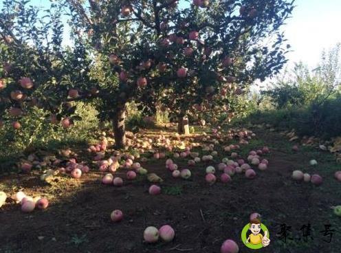 落地果是啥意思