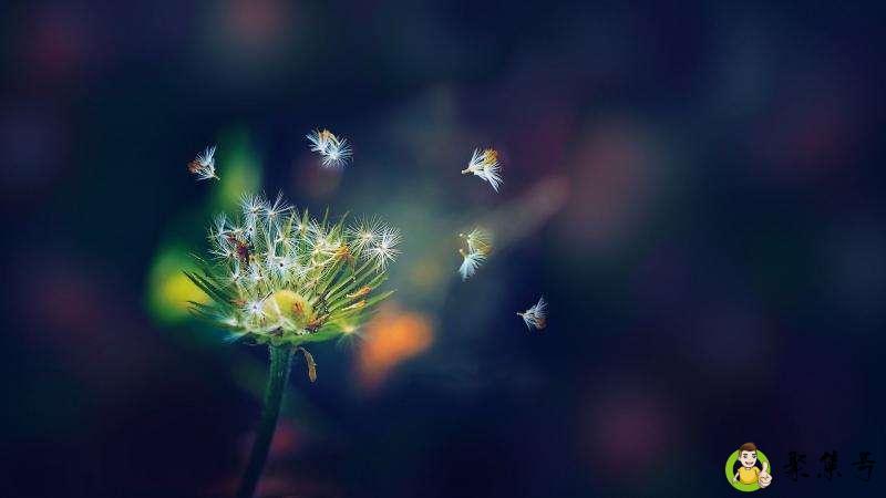 怎样辨别是不是蒲公英