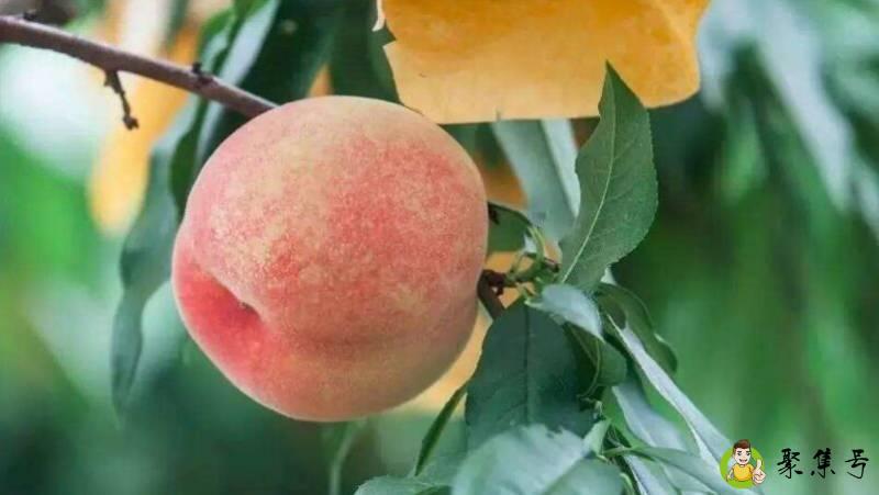 湖景桃和白凤桃的区别