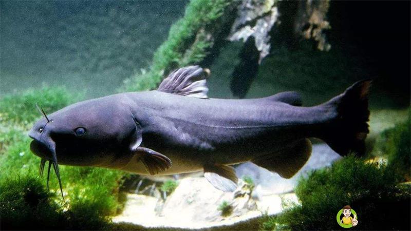 梭边鱼是不是很脏