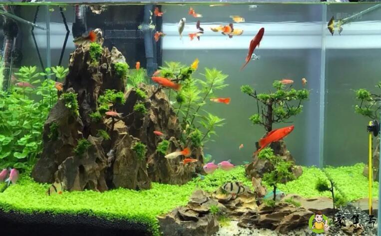 底滤鱼缸的灯管必须打开吗-