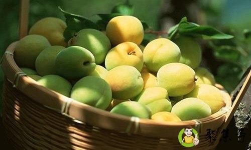 青李和青梅的区别