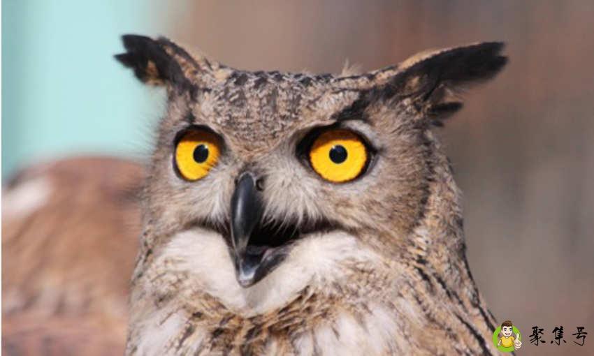 夜行动物有哪些