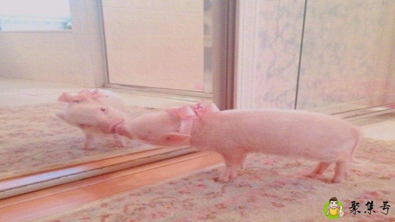 猪兜是什么意思