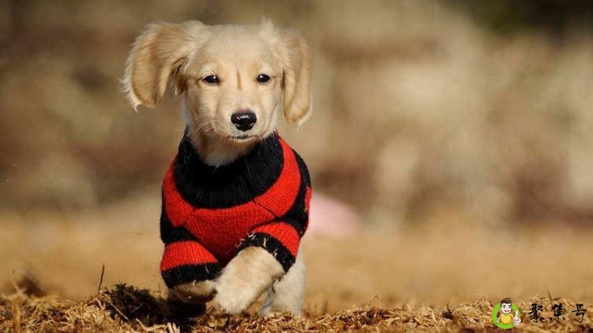 狗狗狗瘟好转的现象是什么