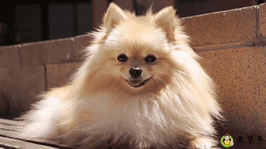 博美犬能活多少年