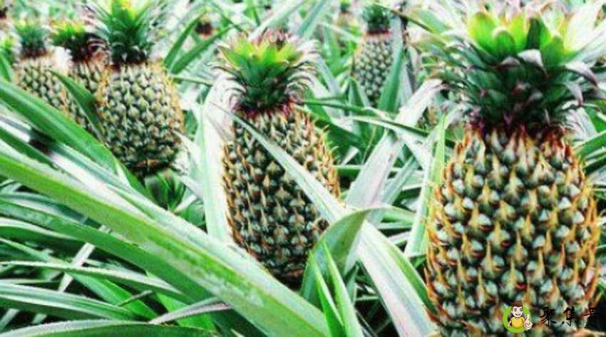 菠萝属于酸性还是碱性