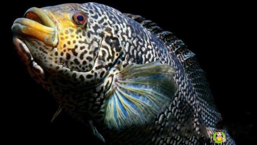 老虎鱼有毒吗怎么处理