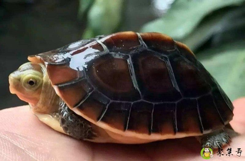 台缘和安缘的区别