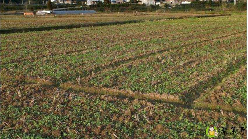 一公顷是多少亩