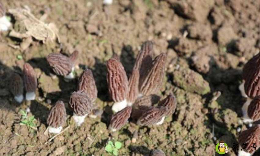 新鲜牛肚菌怎么清洗