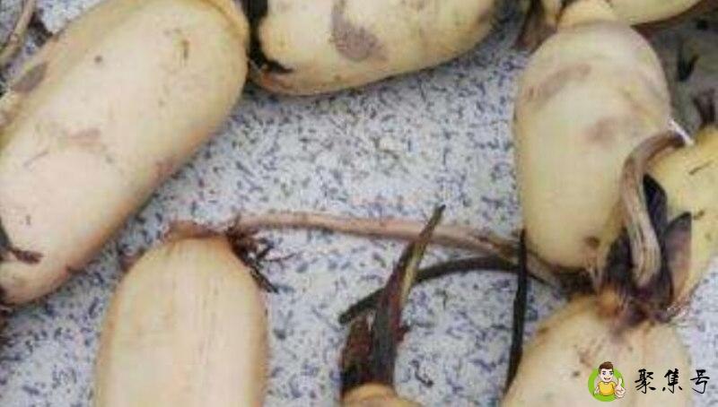 人工挖藕经验技巧