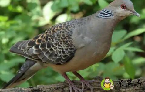 斑鸠什么季节叫得厉害