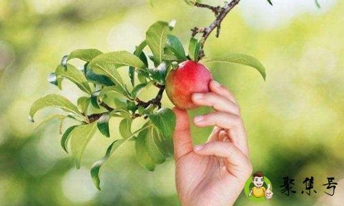 一生顺遂什么意思