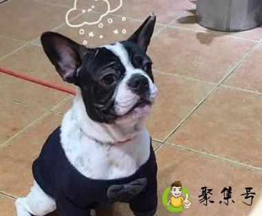 法斗爆头什么意思