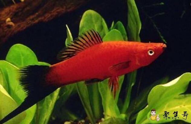 哪种鱼有卵胎生现象