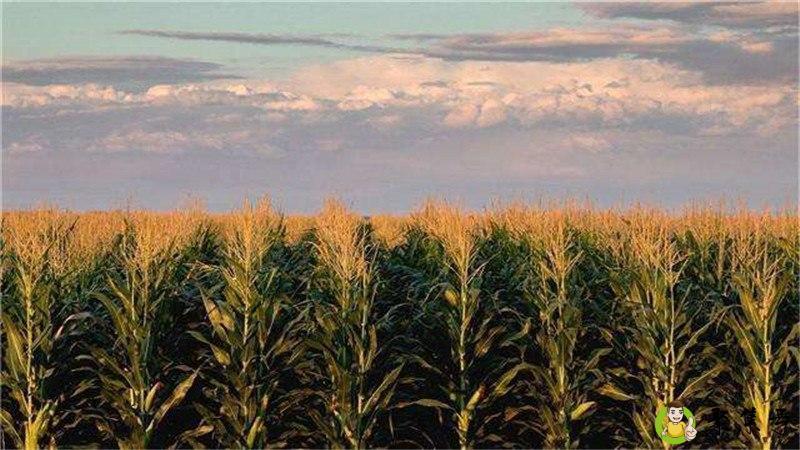 非洲土地肥沃吗