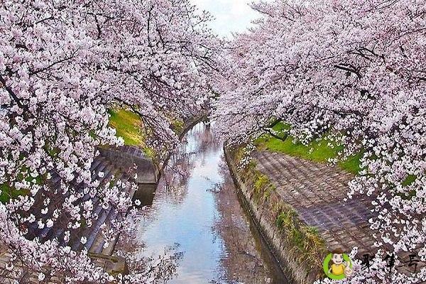 中国哪里有樱花