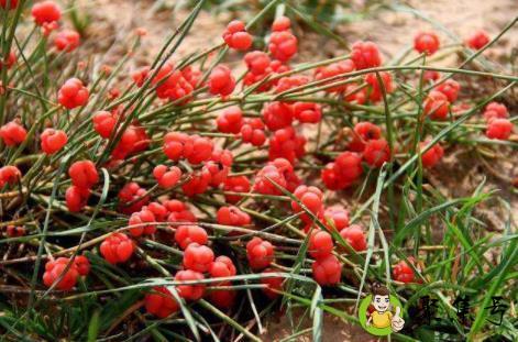 麻黄碱和麻黄的区别