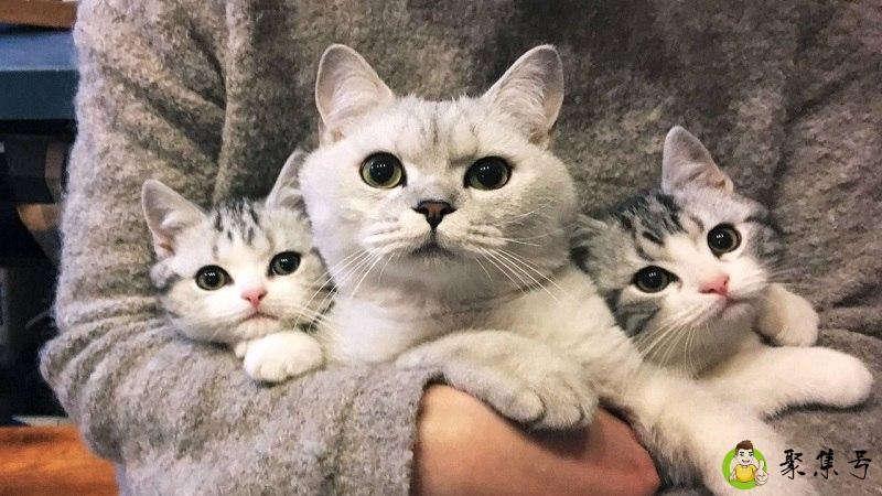 猫奴是什么意思