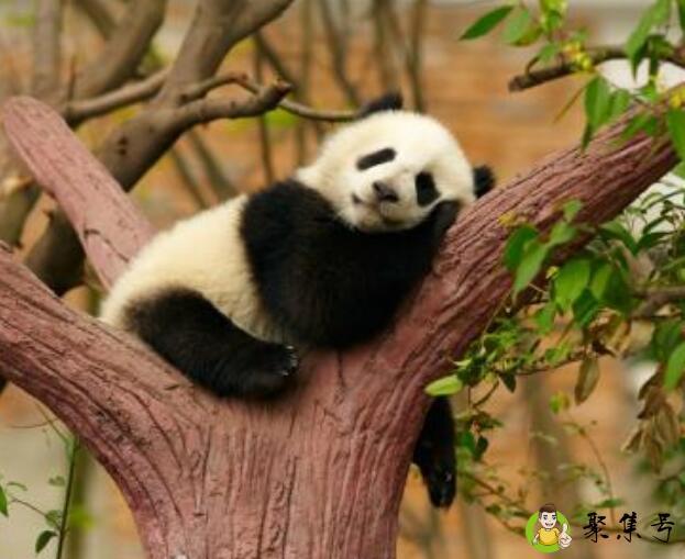大熊猫平时都怎么睡觉的
