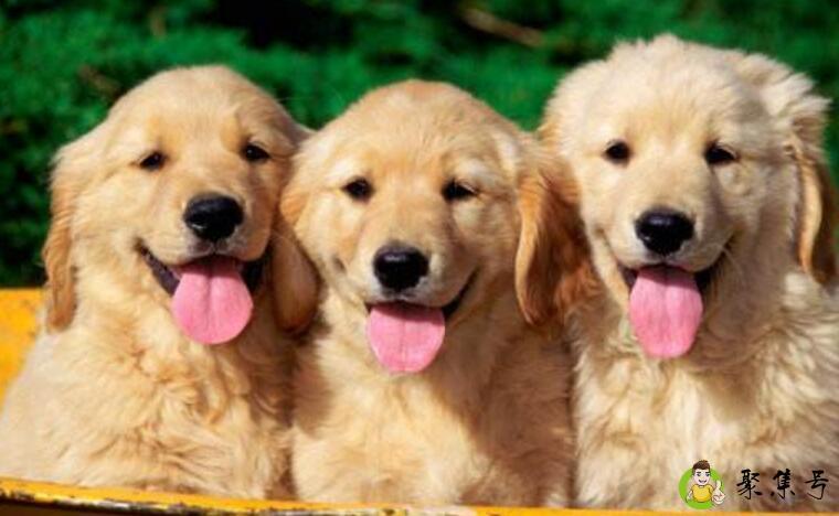 狗狗鼻子干但是有精神怎么回事