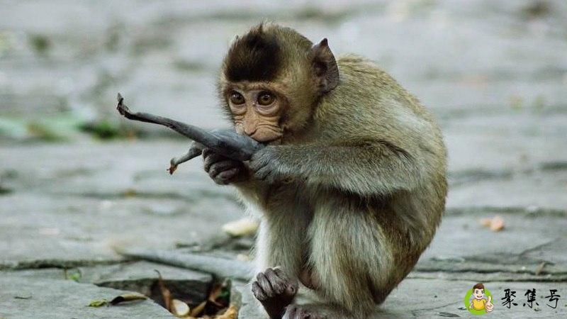 二七留行客是什么生肖