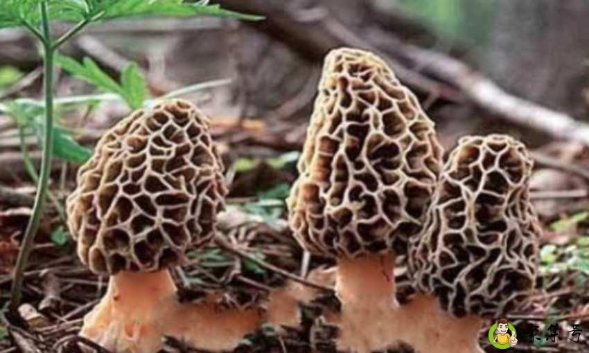 羊肚菌怎么挑选