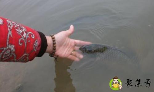 放生黑鱼代表什么意思